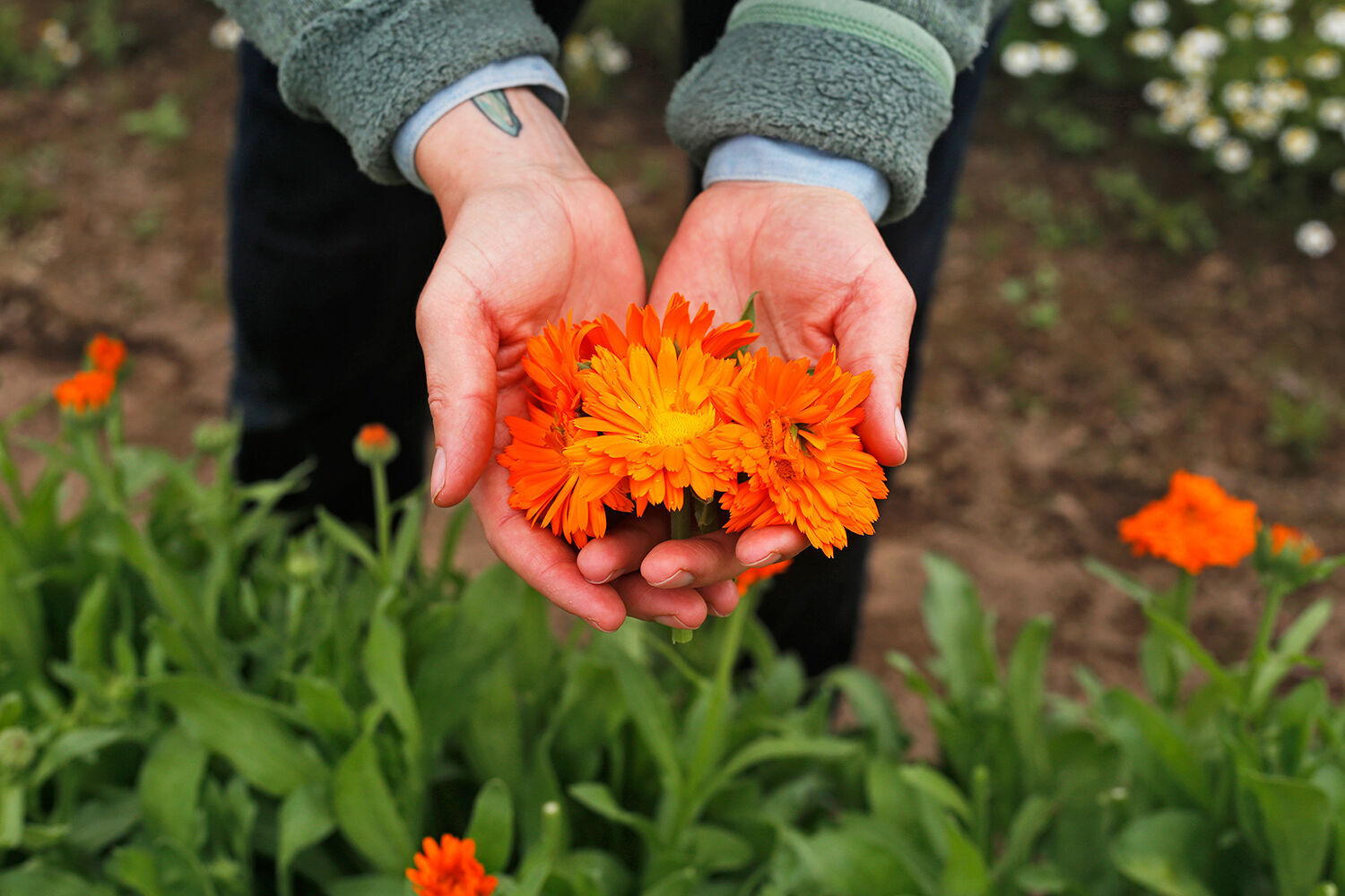 Purple Sage calendula